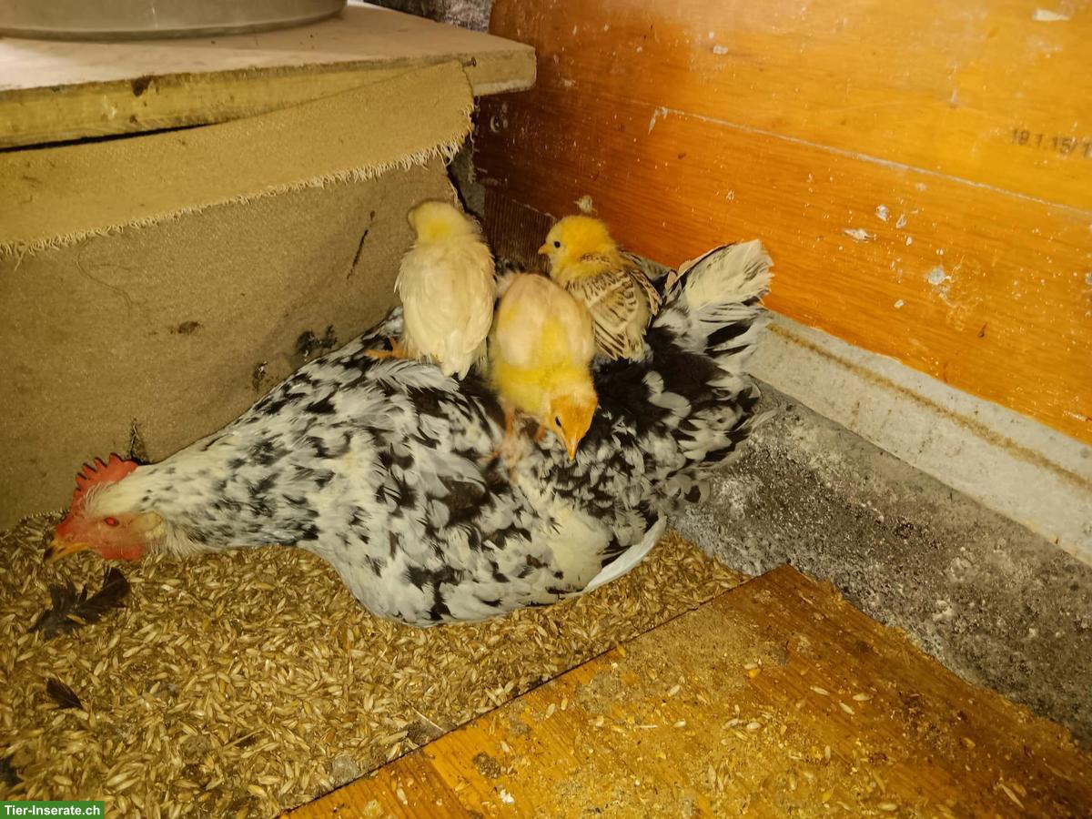 Bild 3: Glucke mit 9 Küken zu verkaufen