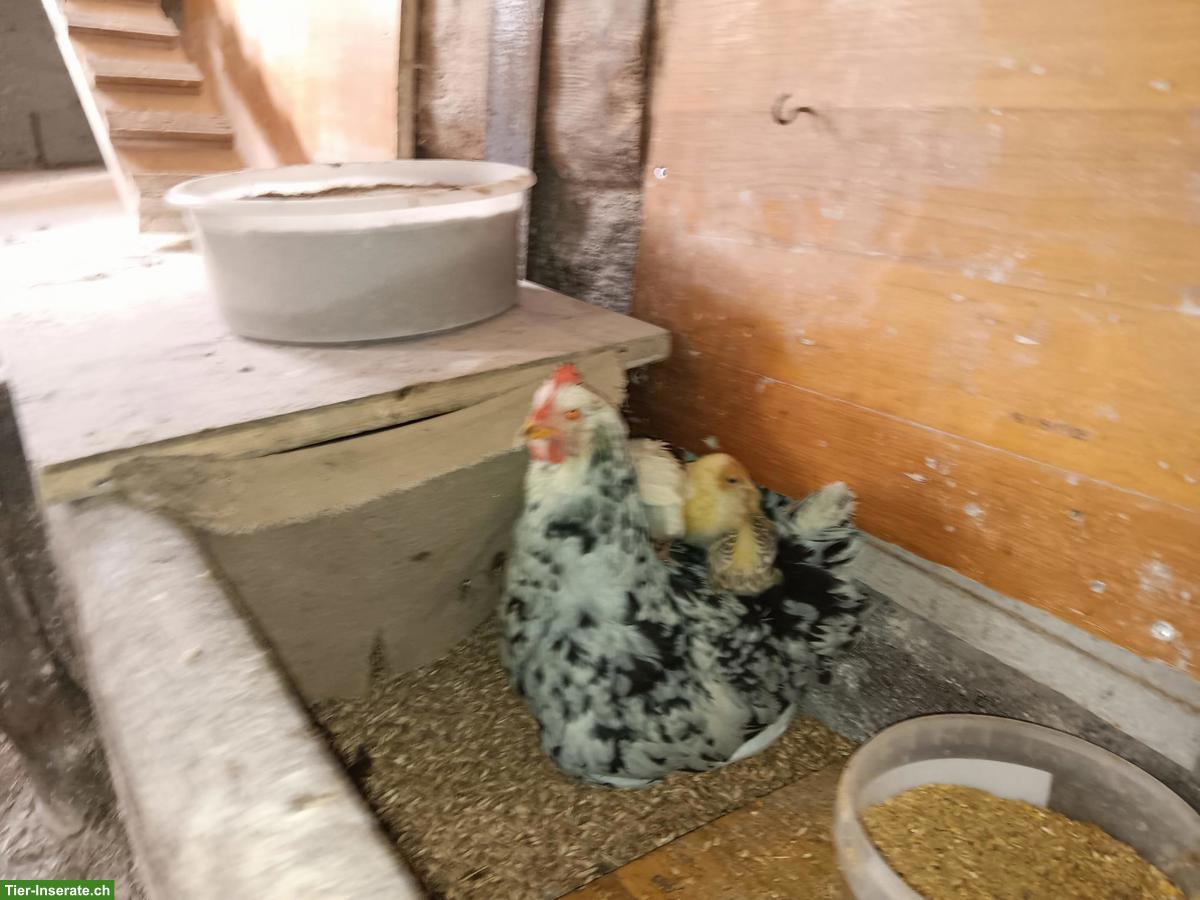 Bild 4: Glucke mit 9 Küken zu verkaufen