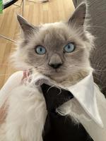 Heilige Birma Kater sucht liebevolle Familie