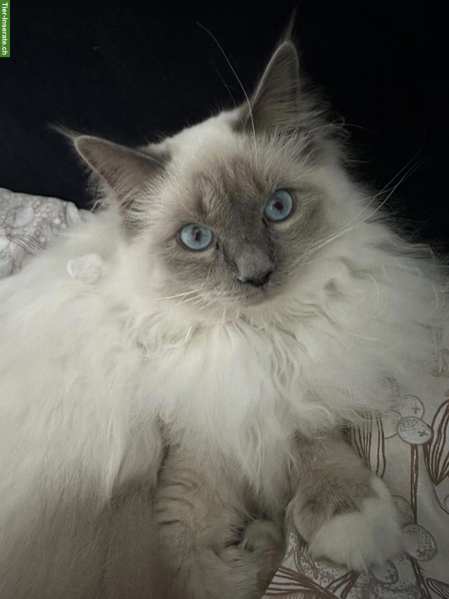 Bild 2: Heilige Birma Kater sucht liebevolle Familie