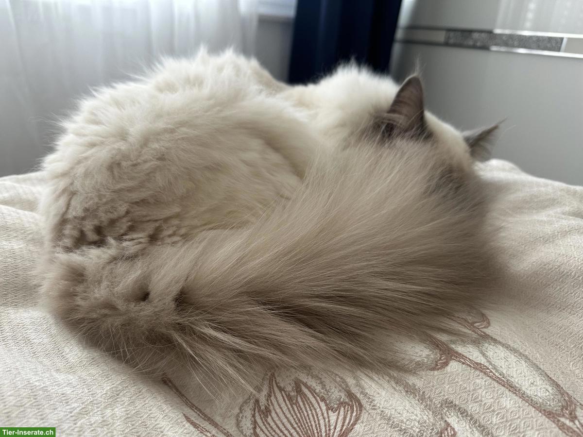 Bild 3: Heilige Birma Kater sucht liebevolle Familie