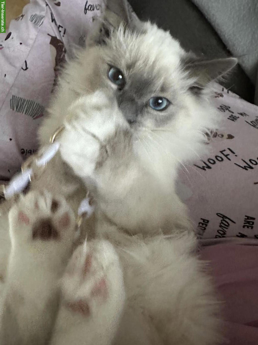 Bild 4: Heilige Birma Kater sucht liebevolle Familie