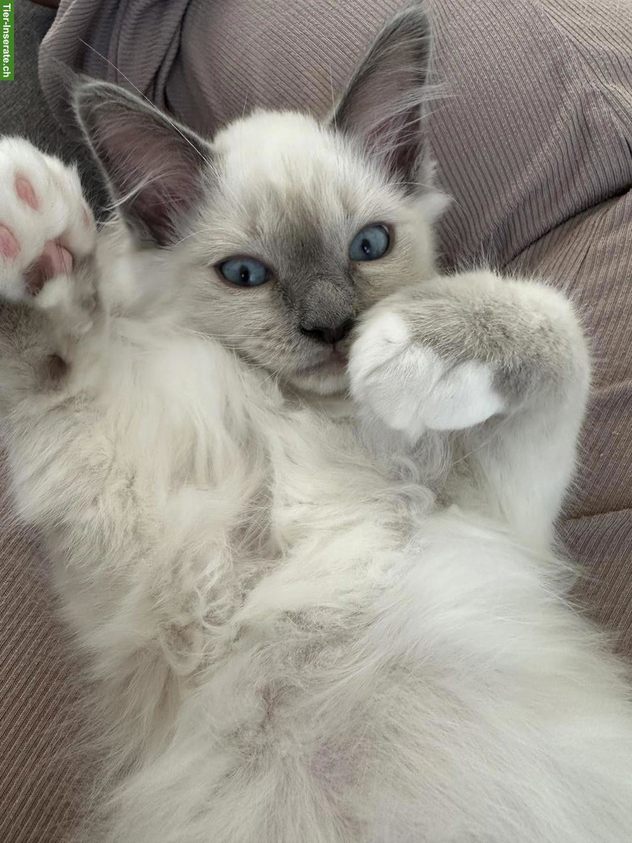 Bild 5: Heilige Birma Kater sucht liebevolle Familie