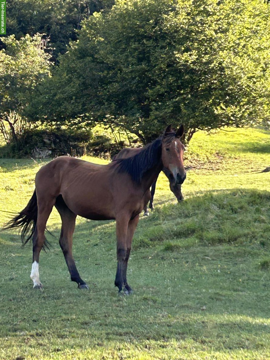 CH-Warmblut Wallach 3-jährig zu verkaufen