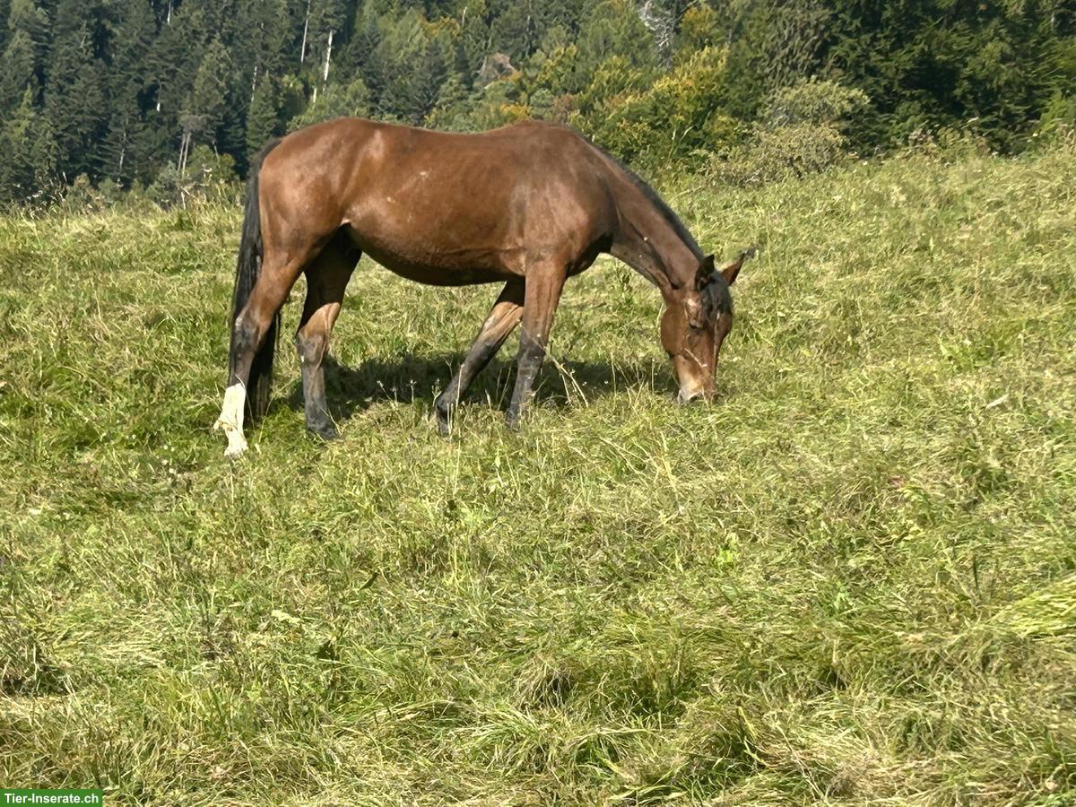 Bild 2: CH-Warmblut Wallach 3-jährig zu verkaufen