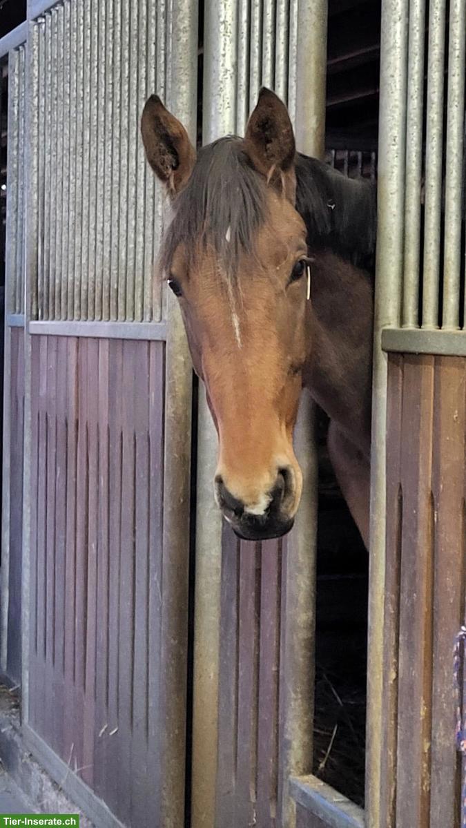 Bild 3: CH-Warmblut Wallach 3-jährig zu verkaufen