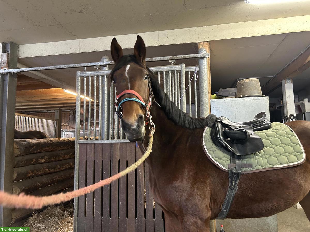 Bild 4: CH-Warmblut Wallach 3-jährig zu verkaufen