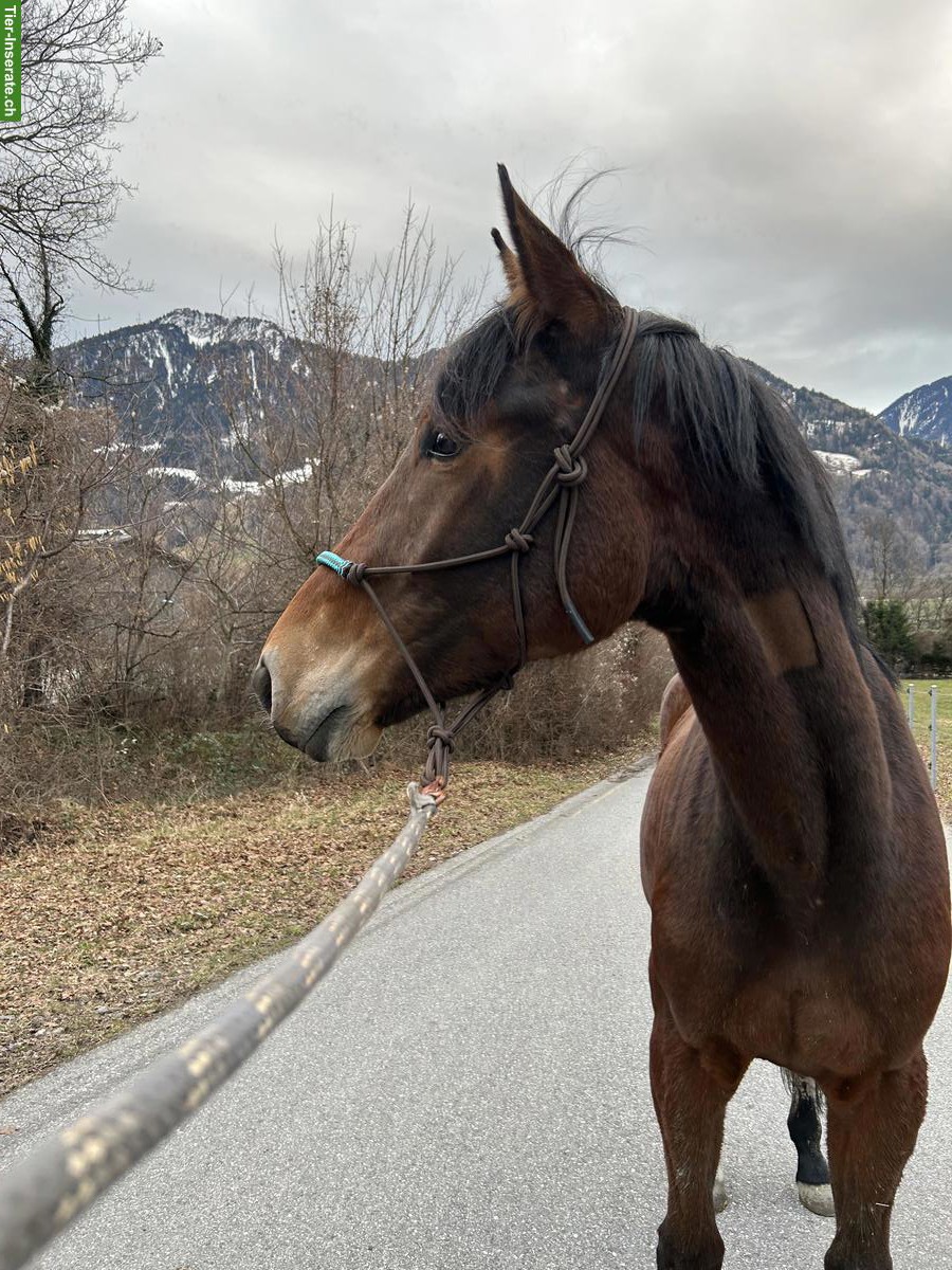 Bild 5: CH-Warmblut Wallach 3-jährig zu verkaufen