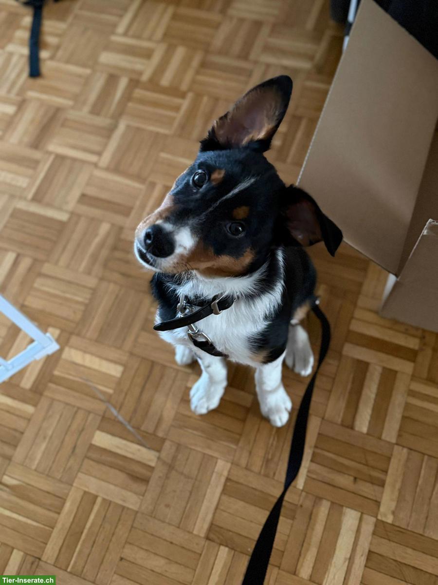 Border Collie x Appenzeller Sennenhund Rüde sucht erfahrenes Zuhause