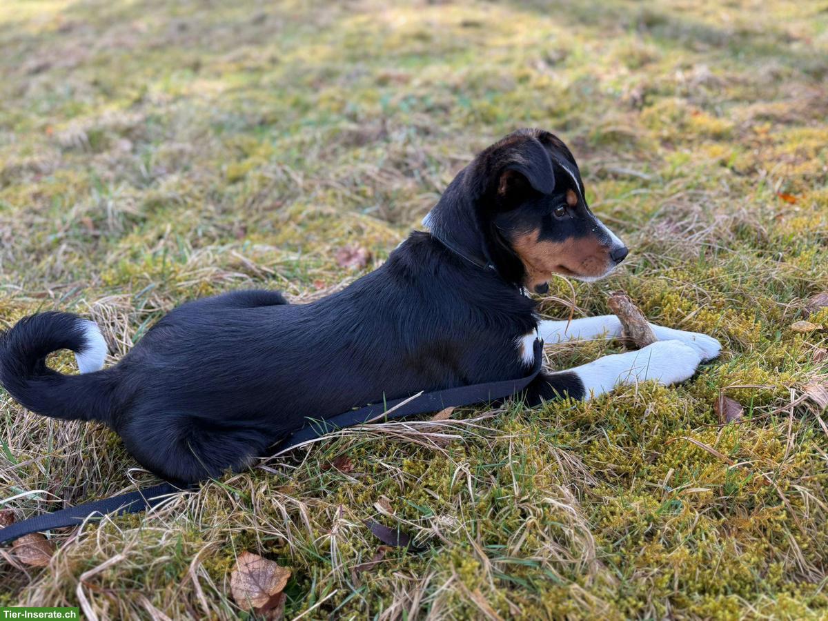 Bild 2: Border Collie x Appenzeller Sennenhund Rüde sucht erfahrenes Zuhause
