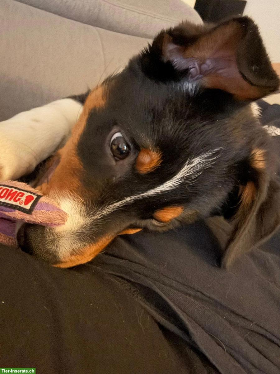 Bild 3: Border Collie x Appenzeller Sennenhund Rüde sucht erfahrenes Zuhause