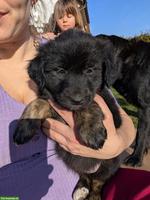 Labrador x Australian Shepherd Mischlingswelpen