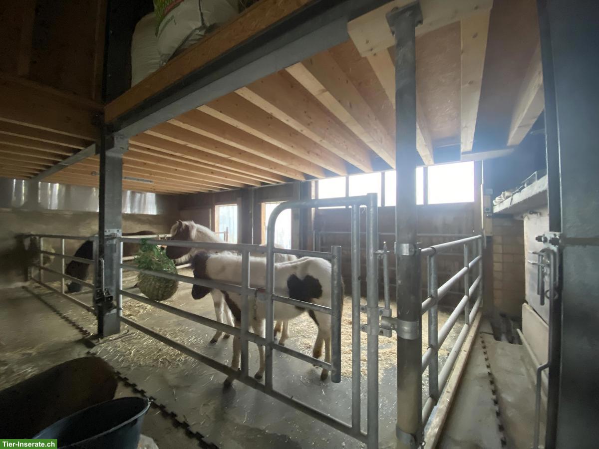 Freie Pferdeboxe mit Auslauf, St. Peterzell SG