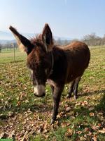 Junger Eselhengst zu verkaufen