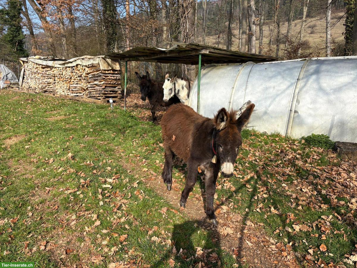 Bild 2: Junger Eselhengst zu verkaufen