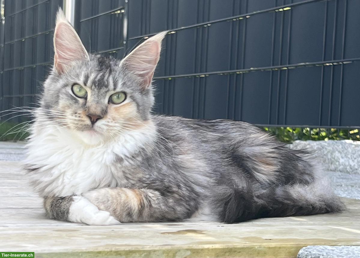 Typvolle Maine Coon Katzen (Kastraten) suchen neue Dosenöffner