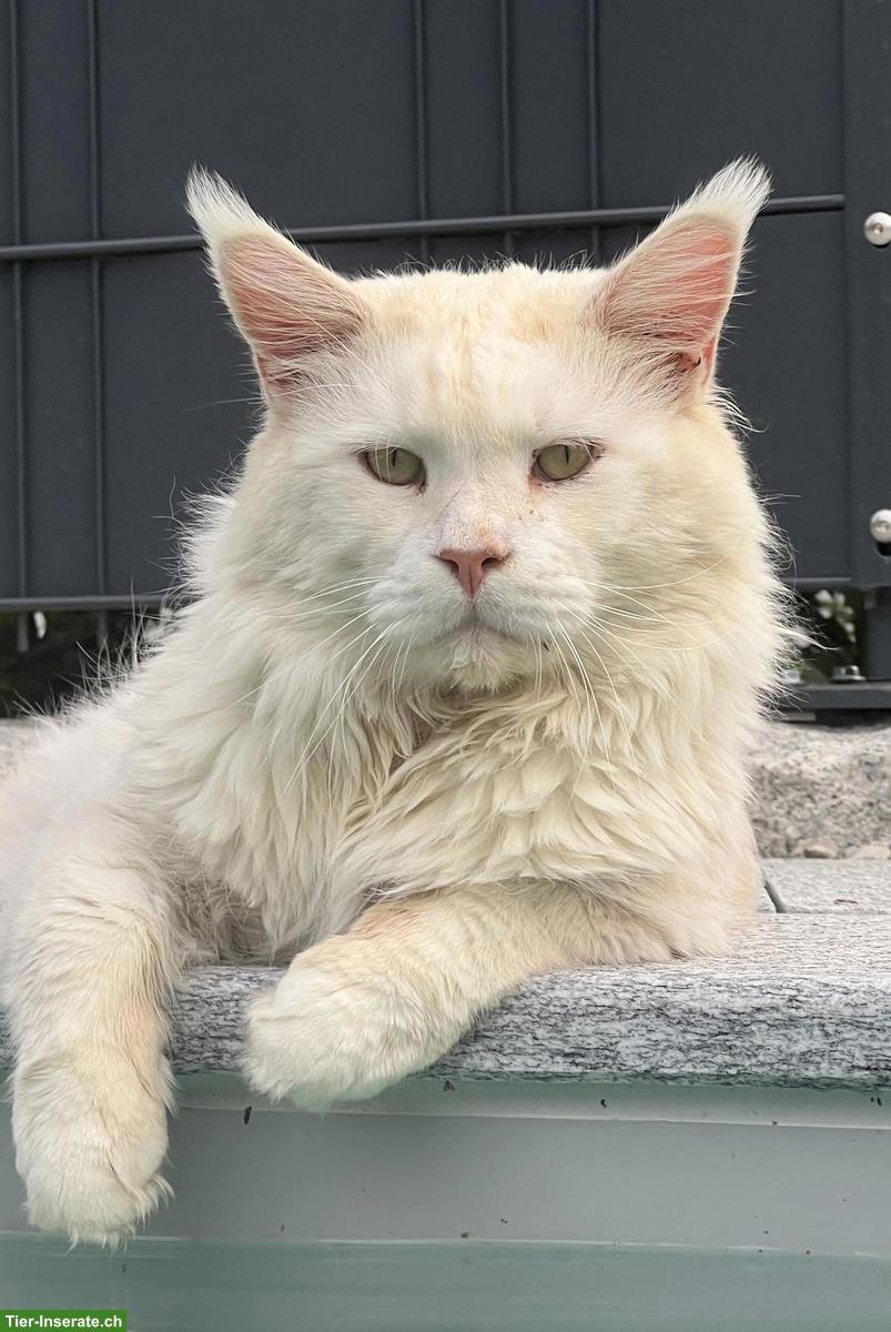 Bild 2: Typvolle Maine Coon Katzen (Kastraten) suchen neue Dosenöffner