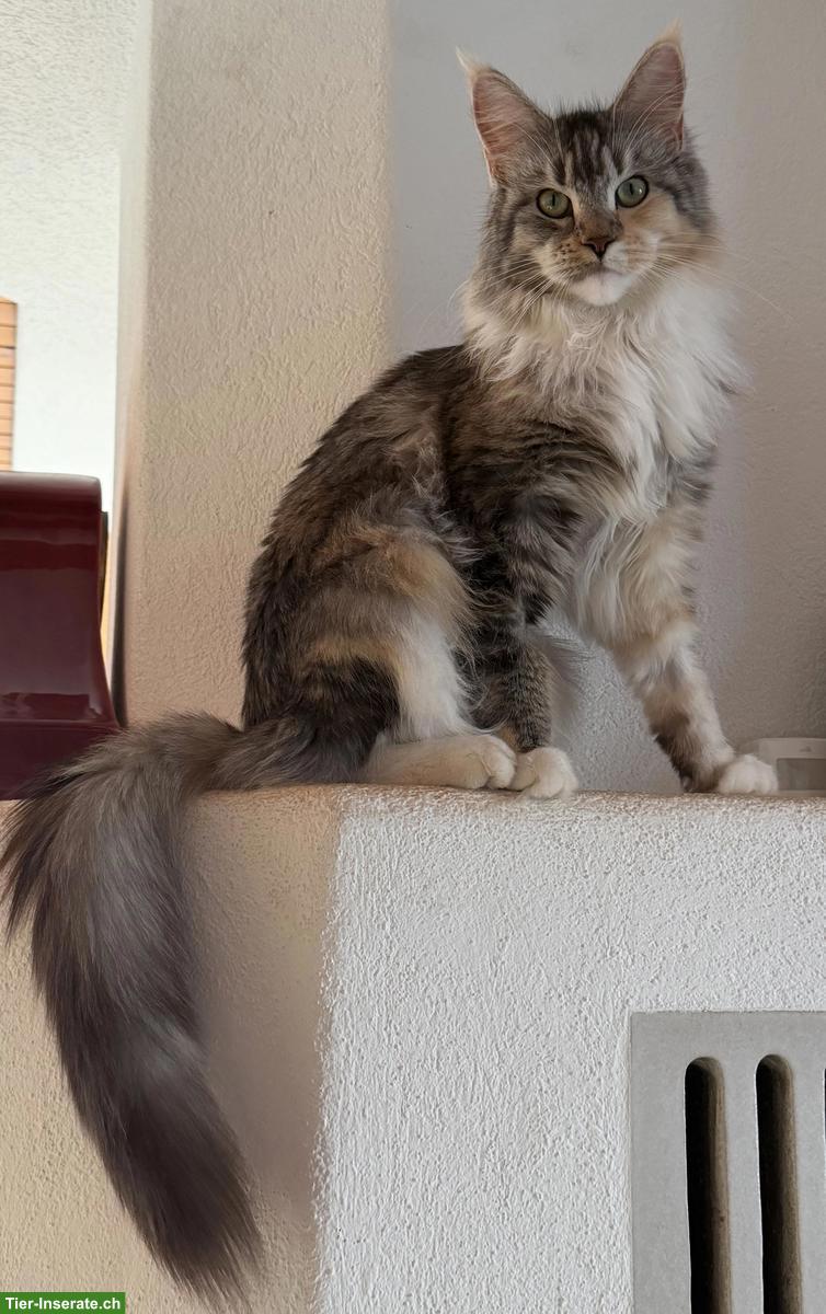 Bild 3: Typvolle Maine Coon Katzen (Kastraten) suchen neue Dosenöffner