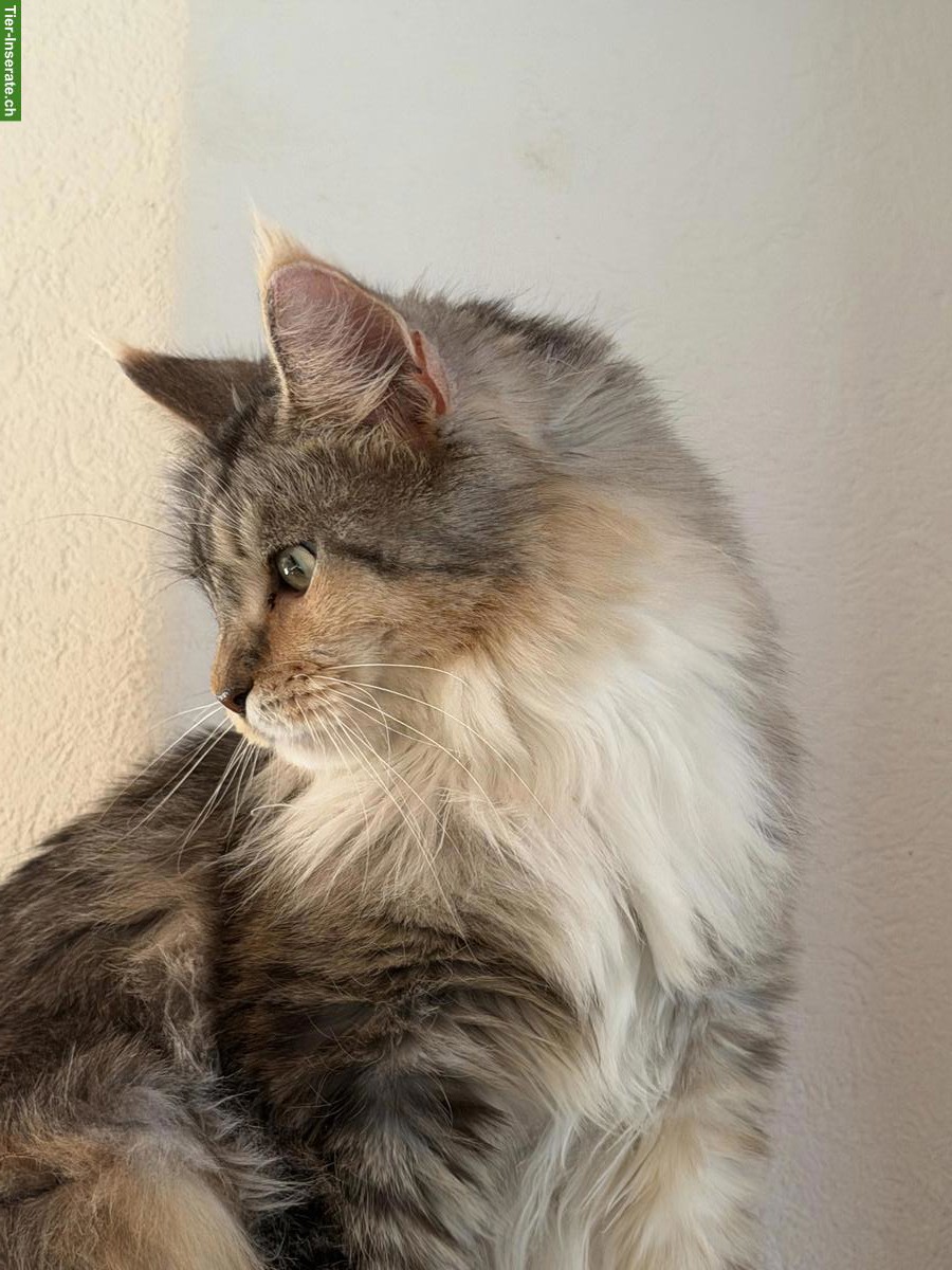 Bild 4: Typvolle Maine Coon Katzen (Kastraten) suchen neue Dosenöffner