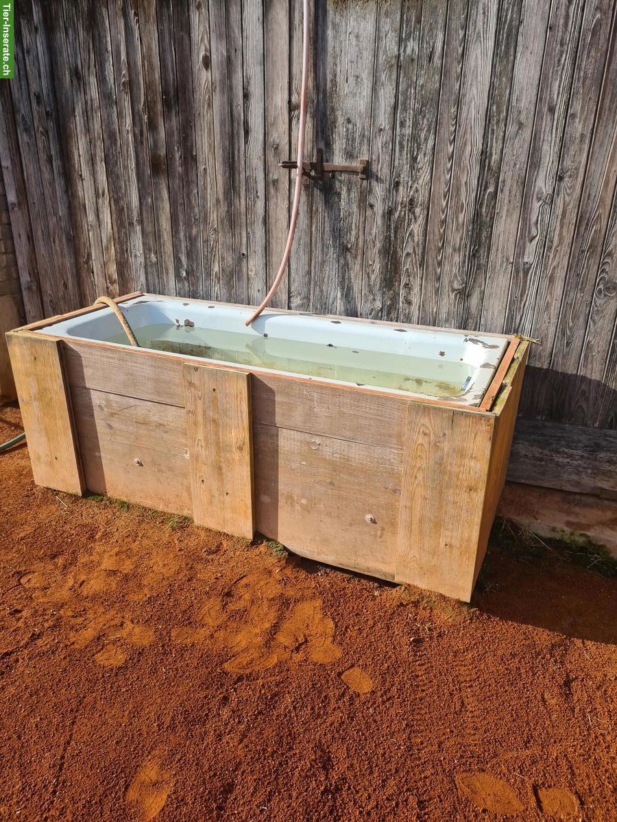 Wintertaugliche Pferdetränke zu verkaufen