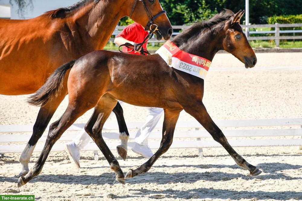 Schweizer Warmblut Nachwuchsstute, 3-jährig