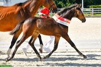 Schweizer Warmblut Nachwuchsstute, 3-jährig