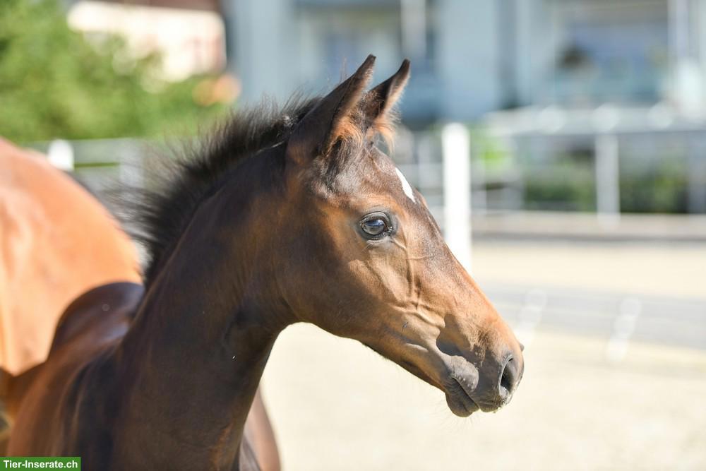 Bild 2: Schweizer Warmblut Nachwuchsstute, 3-jährig