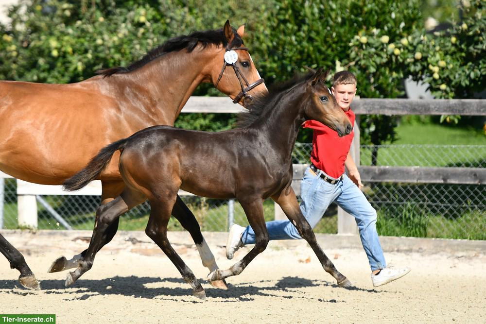 Bild 3: Schweizer Warmblut Nachwuchsstute, 3-jährig