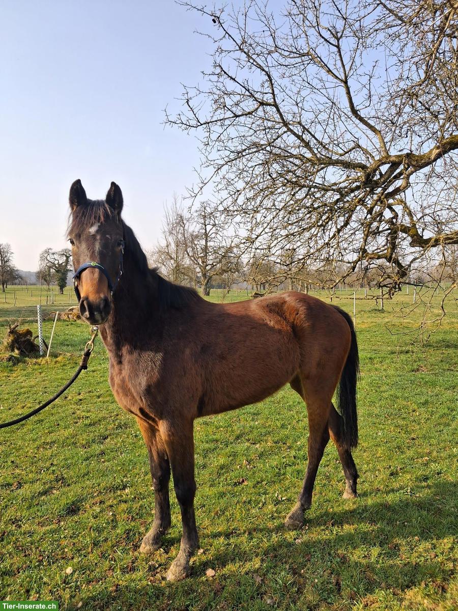 Bild 4: Schweizer Warmblut Nachwuchsstute, 3-jährig