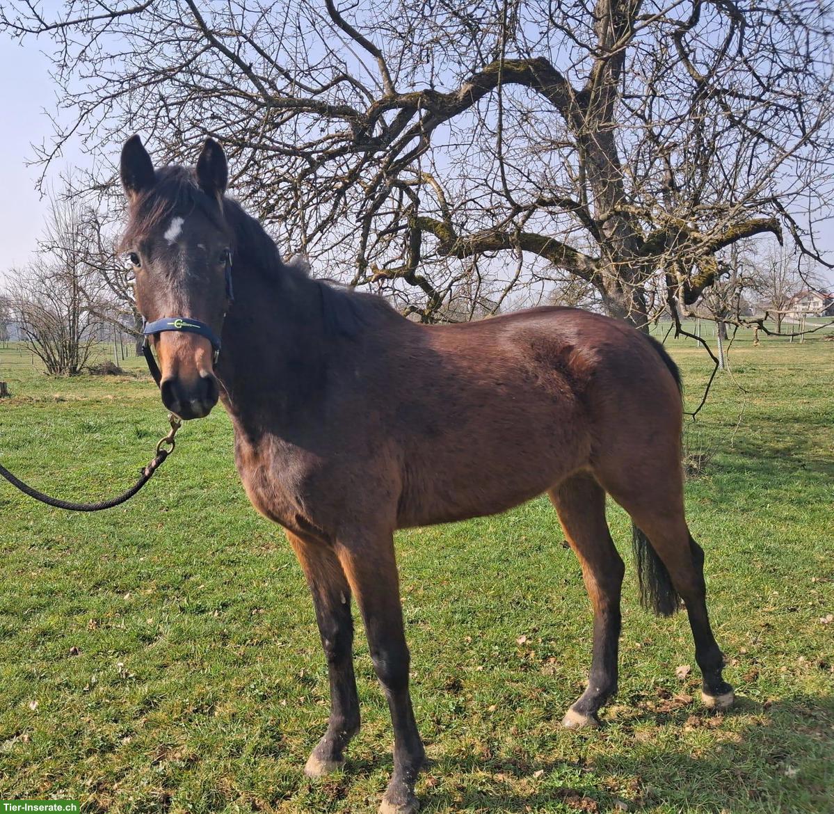 Bild 5: Schweizer Warmblut Nachwuchsstute, 3-jährig
