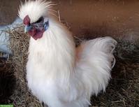 Weisser Seidenhahn sucht dringend Hühnerschar