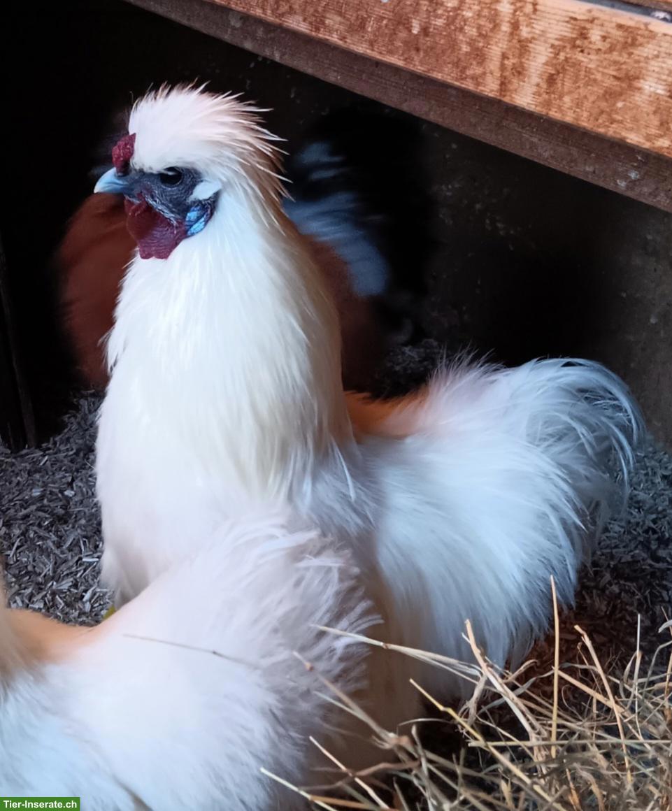 Bild 2: Weisser Seidenhahn sucht dringend Hühnerschar