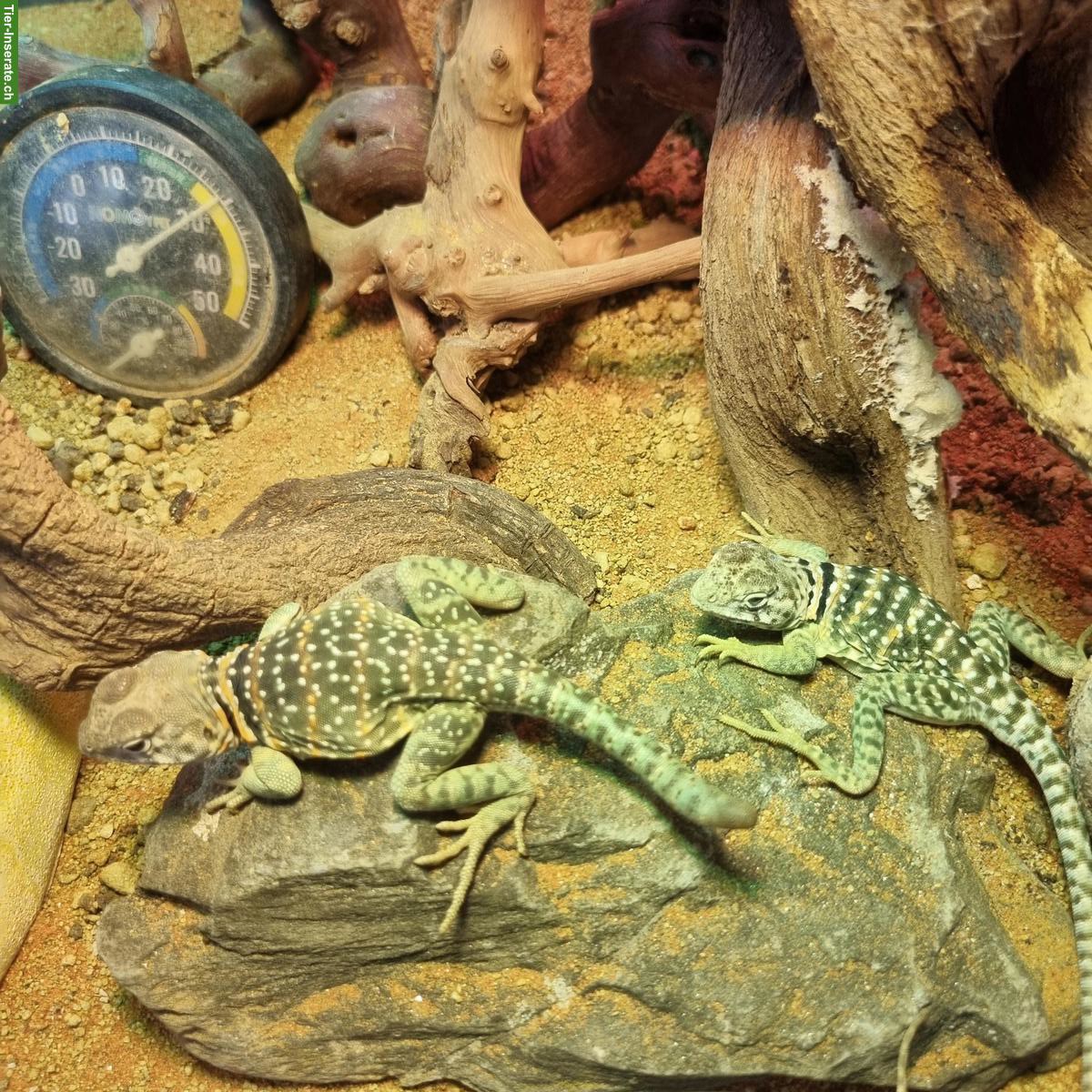 Halsbandleguan-Paar gemeinsam zu verkaufen