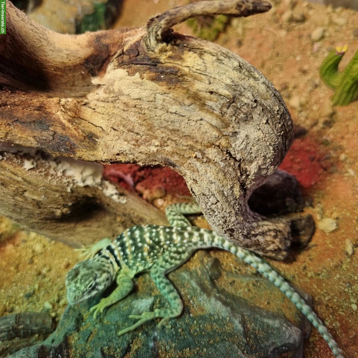 Bild 2: Halsbandleguan-Paar gemeinsam zu verkaufen