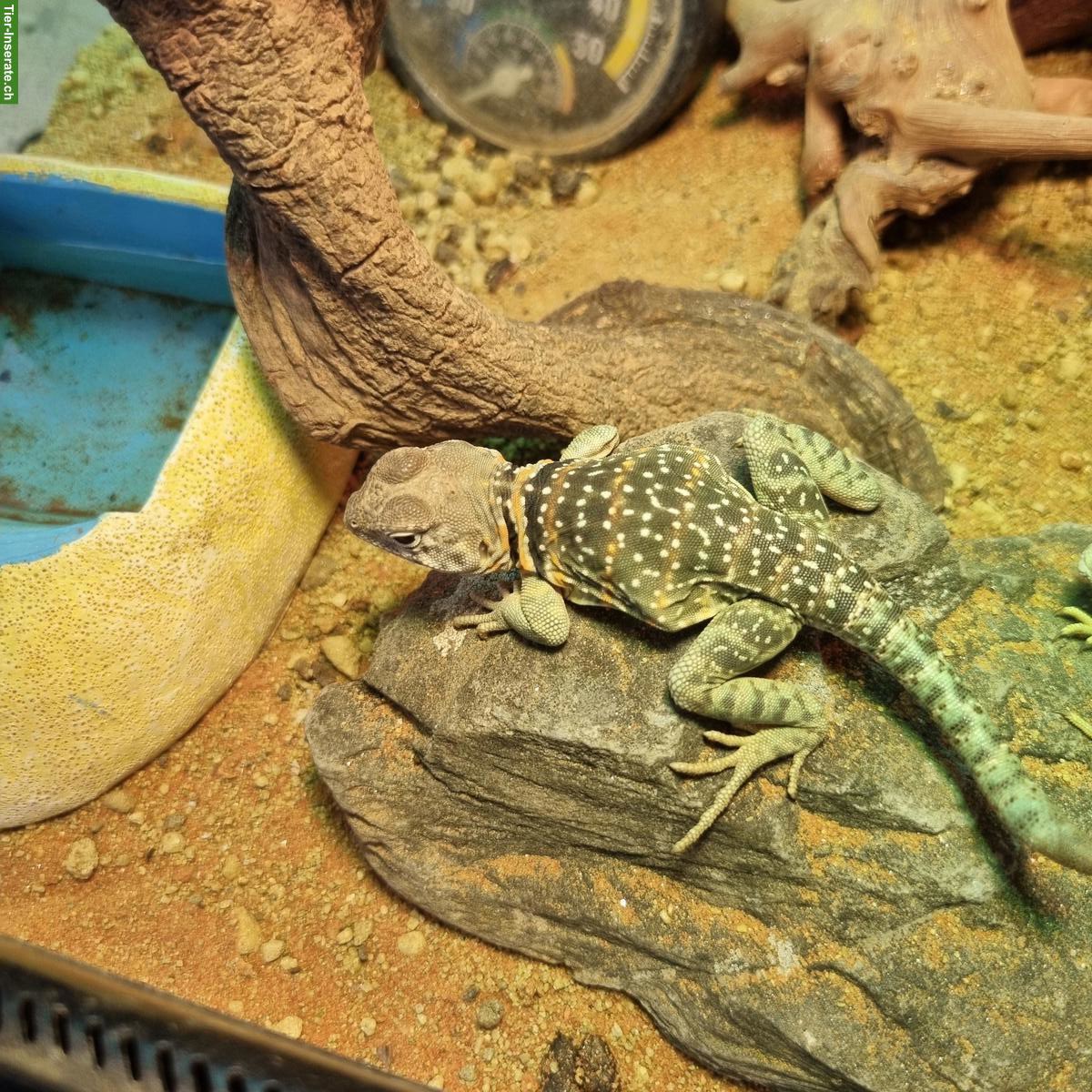 Bild 3: Halsbandleguan-Paar gemeinsam zu verkaufen