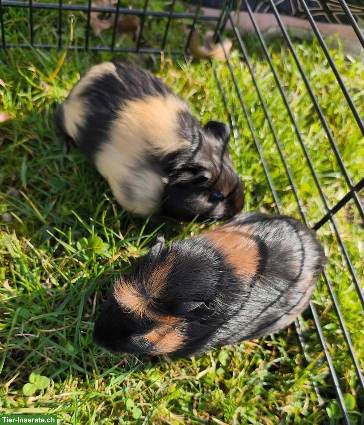 3 junge Glatthaar-Meerschweinchen abzugeben