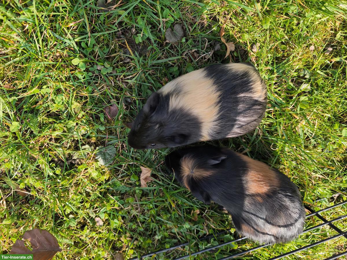 Bild 3: 3 junge Glatthaar-Meerschweinchen abzugeben