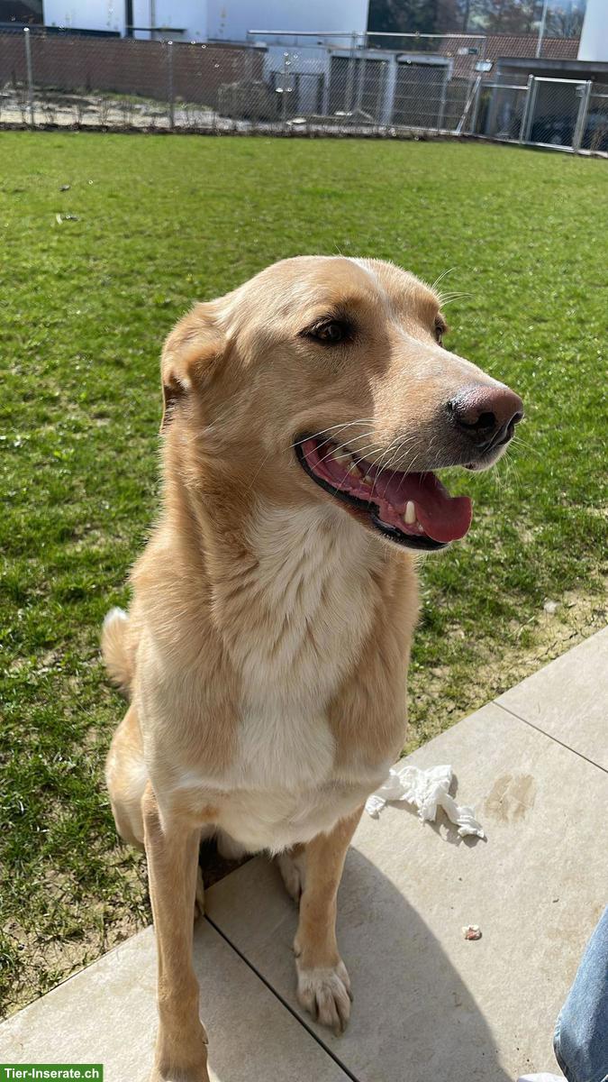 🐶 Mischlingsrüde George sucht passendes Für-immer-Zuhause