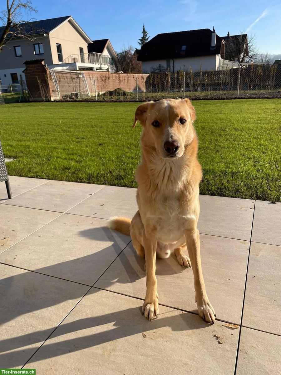 Bild 2: 🐶 Mischlingsrüde George sucht passendes Für-immer-Zuhause