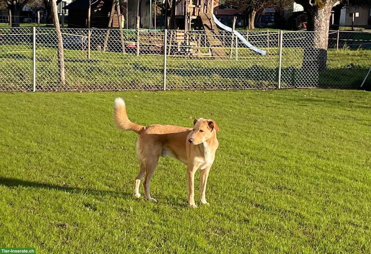 Bild 3: 🐶 Mischlingsrüde George sucht passendes Für-immer-Zuhause
