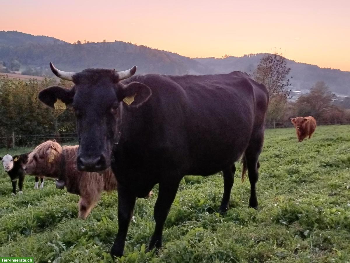 Zahme F1-Mutterkuh (Bio) zu verkaufen