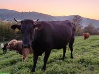 Zahme F1-Mutterkuh (Bio) zu verkaufen