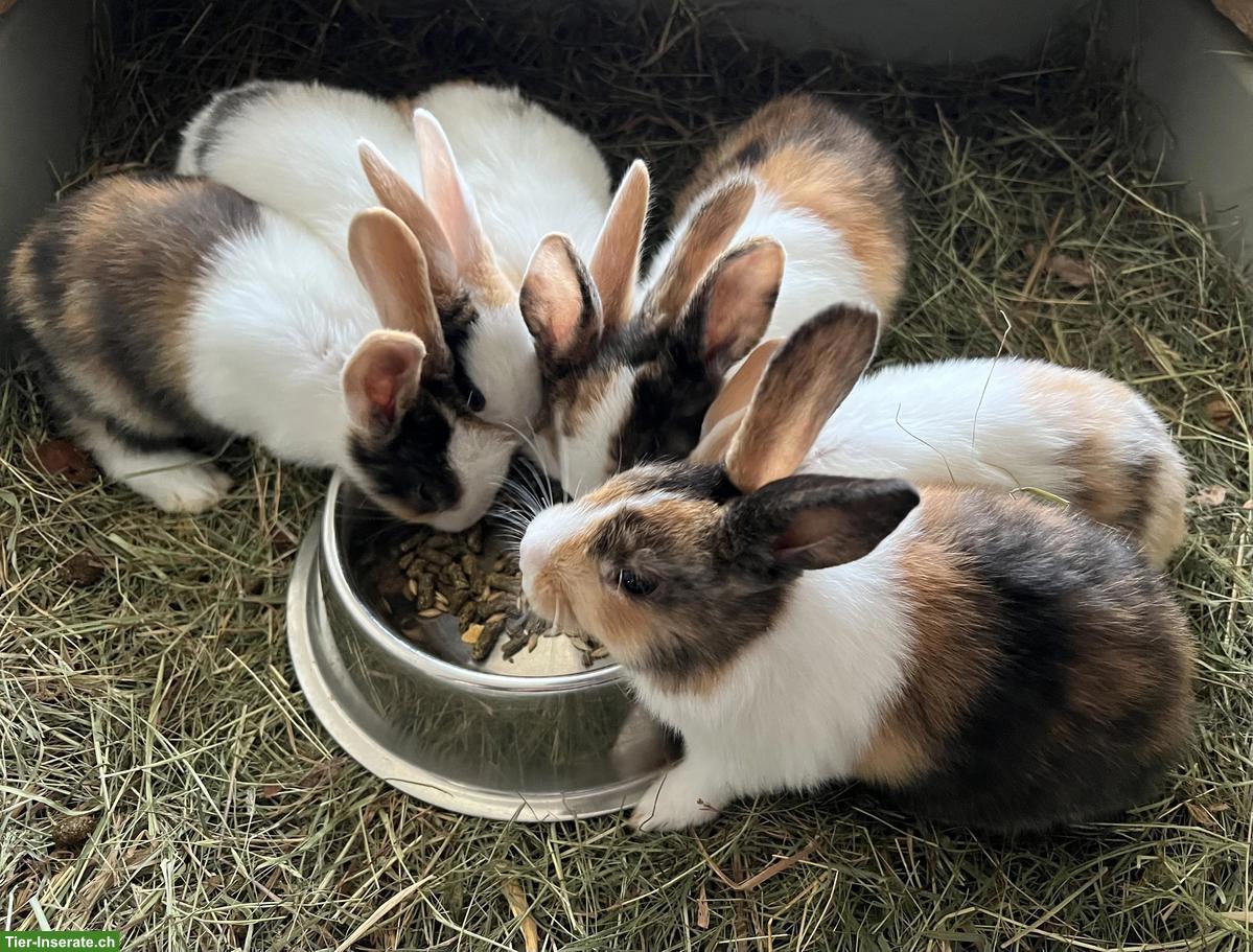 Junge Holländer und Holländer Mix Kaninchen