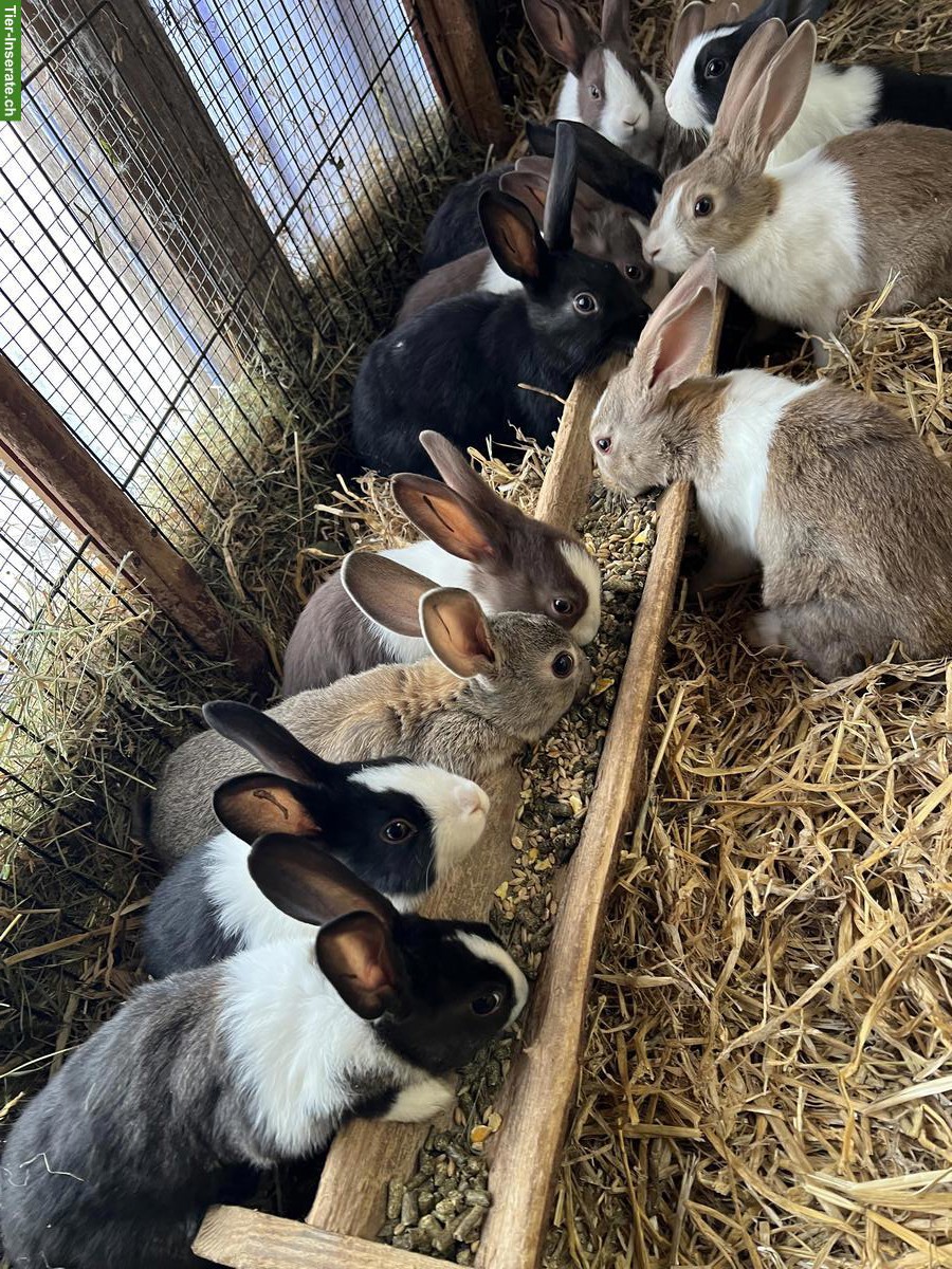 Bild 2: Junge Holländer und Holländer Mix Kaninchen