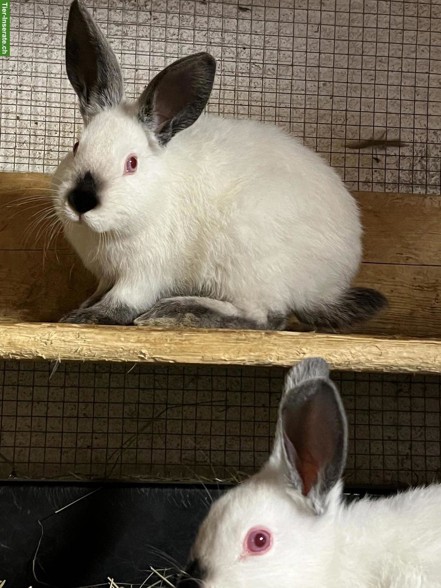 Bild 3: Junge Holländer und Holländer Mix Kaninchen