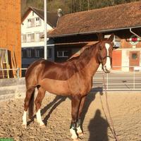 Reitbeteiligung auf Fuchsstute in Oberbüren SG