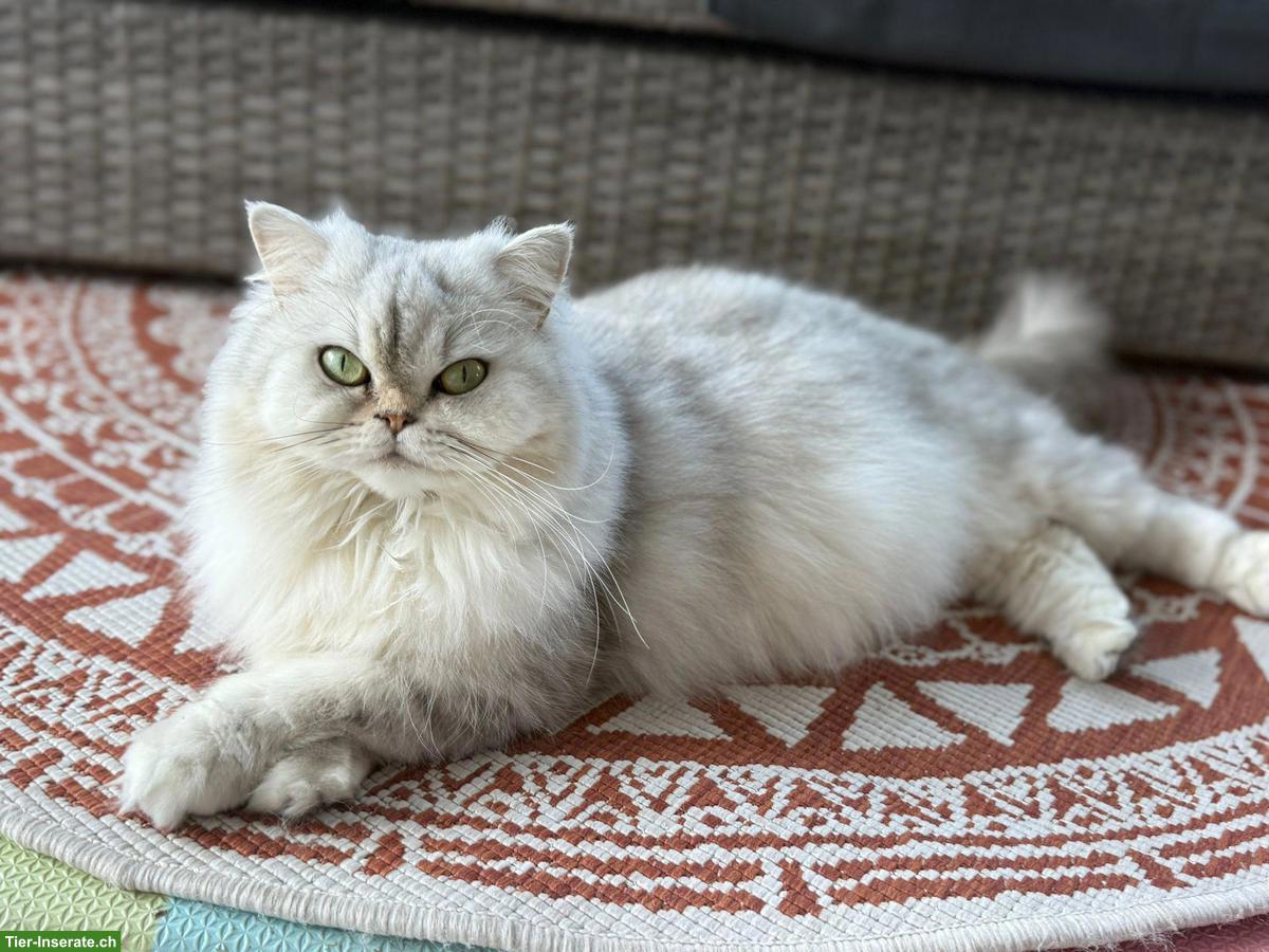 Wurfankündigung: Zauberhafte BKH x BLH Kitten erwartet!