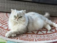 Wurfankündigung: Zauberhafte BKH x BLH Kitten erwartet!