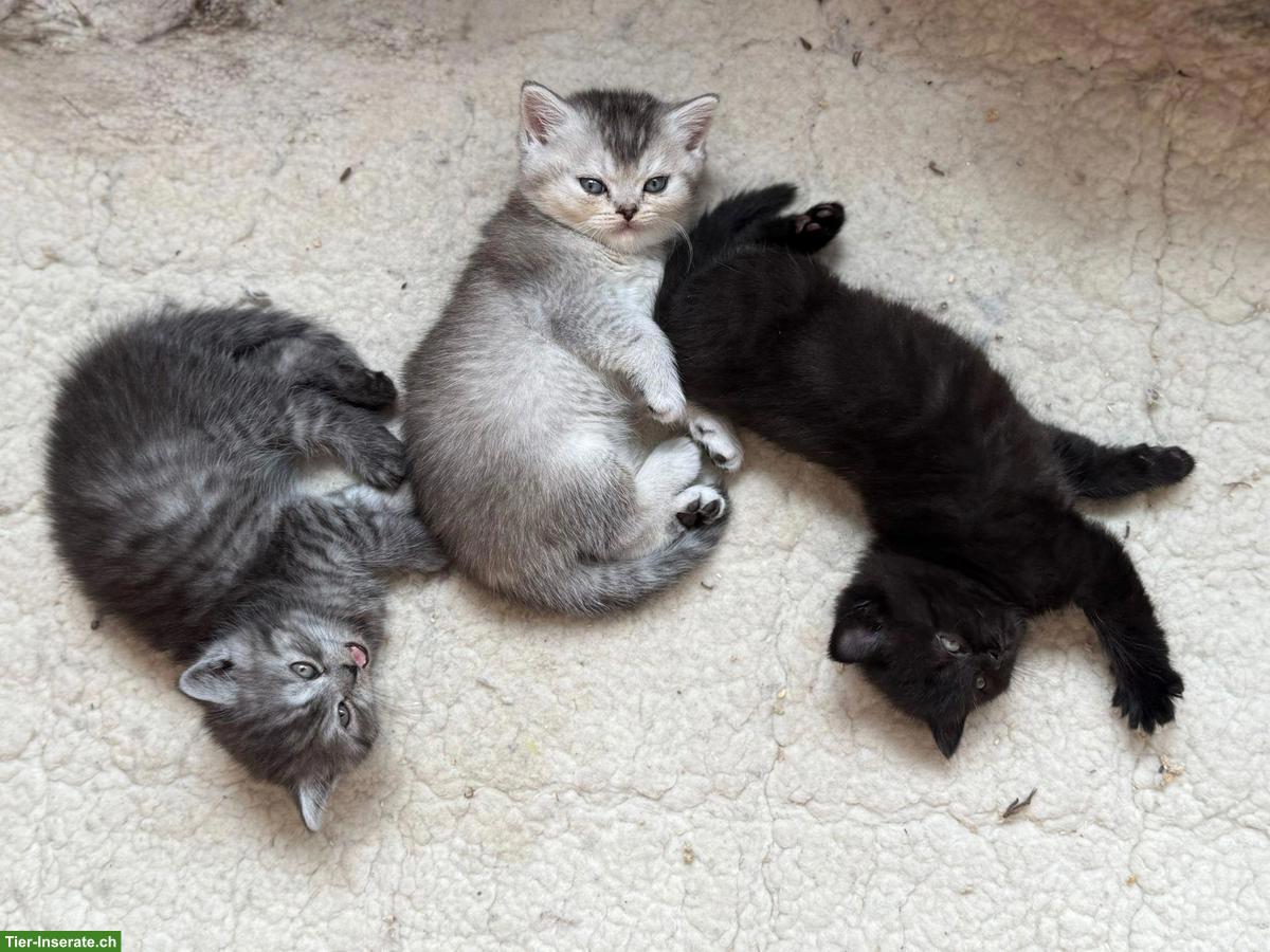 Bild 2: Wurfankündigung: Zauberhafte BKH x BLH Kitten erwartet!