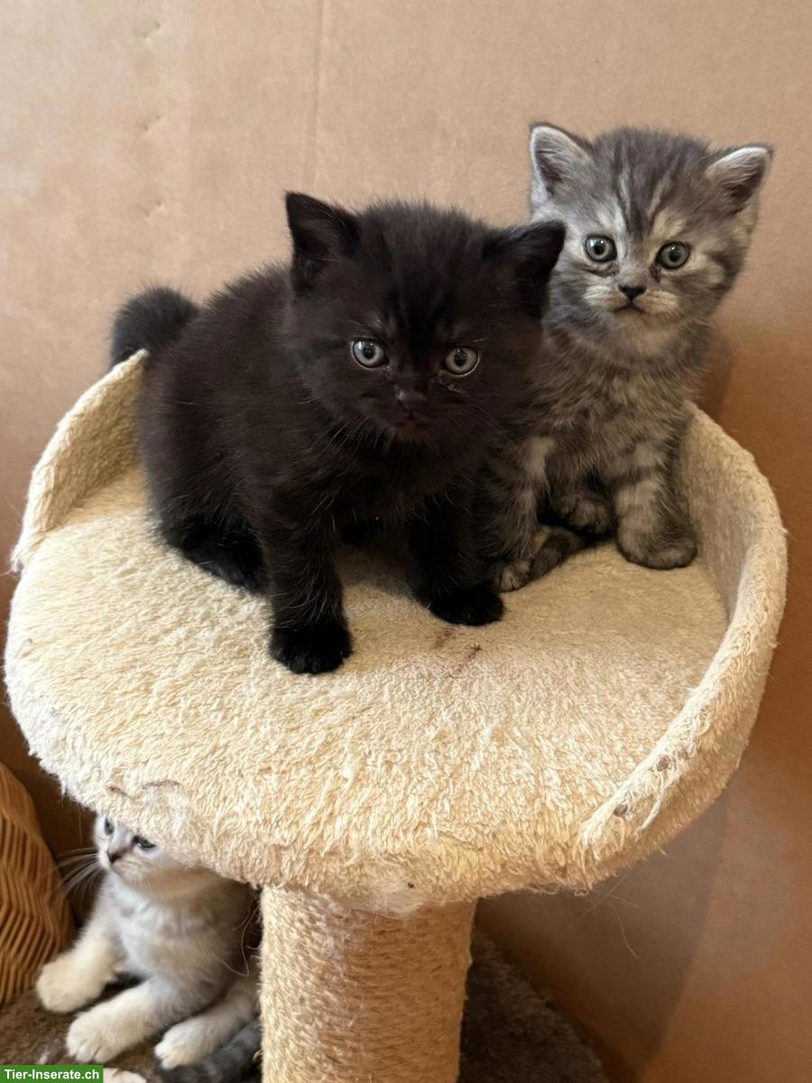 Bild 3: Wurfankündigung: Zauberhafte BKH x BLH Kitten erwartet!